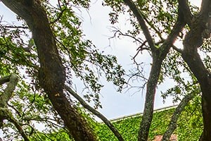 The Georgian is a grand, ivy-covered presence on St. Charles Avenue in New Orleans
